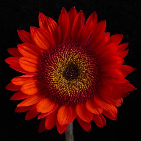 Orange Starburst, Flowers Market, Beautiful Sunflowers, Orange Sunflowers, Red Sunflowers, Sunflowers And Daisies, Sunflower Pictures, Sun Flowers, Sunflower Garden