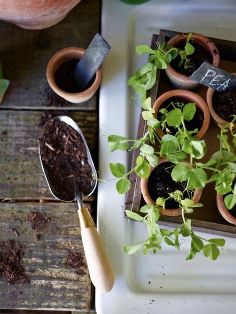 Gardening Photography, Gardening Aesthetic, Seedling Pots, Potting Sheds, Plant Photography, Farmhouse Garden, Garden Photography, Potting Shed, Planting Vegetables