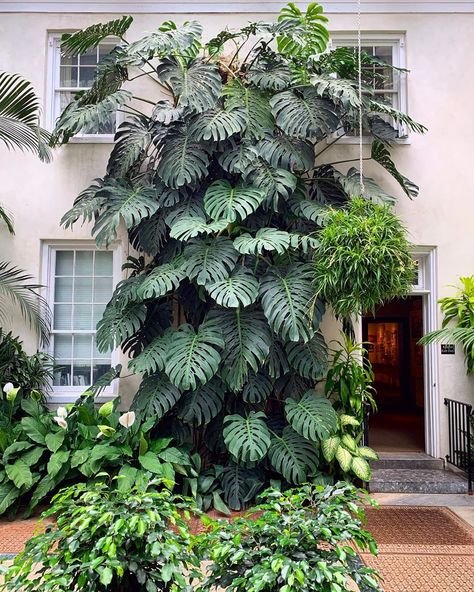 Plants In Urban Spaces on Instagram: “Who’d like a monstera plant like this? 🌿🌿🌴🌴 #downtownplants” Monstera Wall, Small House Garden, Tattoo Plant, Jungle Gardens, Herb Garden Design, Apartment Plants, Vertical Garden Diy, Longwood Gardens, Garden Guide