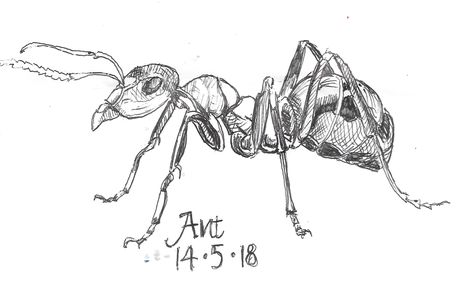 Ant Ant Drawing Realistic, Ant Drawing, Ant Tattoo, Ant Art, Art Sketches Pencil, Reading Art, Drawing Studies, Insect Art, Art Diary