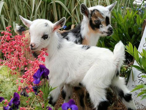 Goat Picture, Regnul Animal, Cute Goats, Baby Goats, Stardew Valley, Cute Animal Pictures, Cute Creatures, Sweet Animals, Cute Little Animals