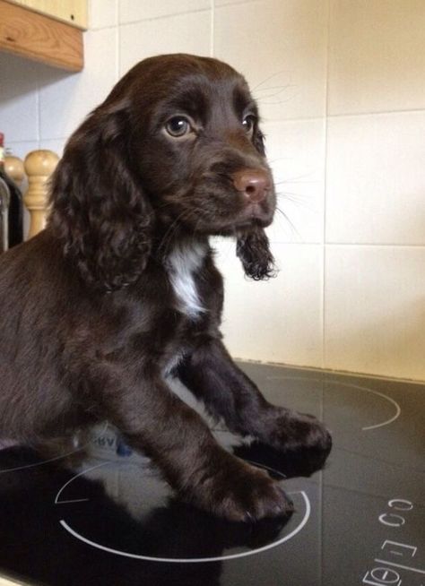 Mini Cavalier King Charles Spaniel, Chocolate Cocker Spaniel Puppies, Crocker Spaniel, Perro Cocker Spaniel, Baby Corgi, Puppy Funny, Cute Corgi Puppy, Funny Corgi, Corgi Pictures