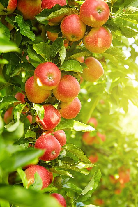 image of apples on a tree Cranberry Baking, Cherry Season, Apple Season, Sweet Fruit, Warm Apple, Apple Fritters, Fall Apples, Apple Cranberry, Ice Cream Toppings