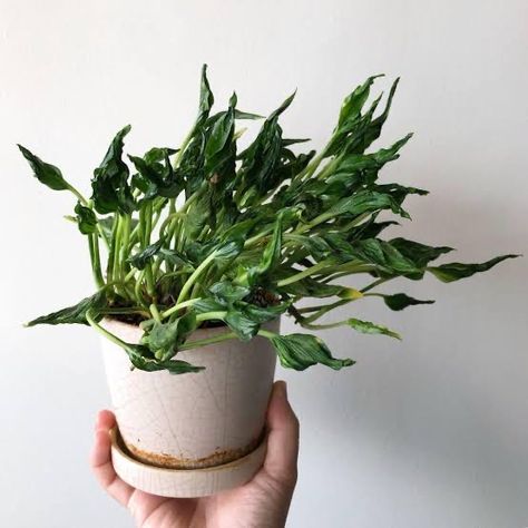 Pothos Shangri La, Shangri La Pothos, Unique Philodendron, Pothos Varieties, Popular House Plants, Heart Leaf Philodendron, Neon Pothos, Live House Plants, Plant Wishlist