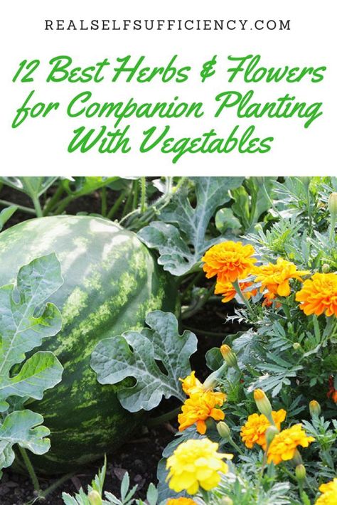 Plantarea Legumelor, Companion Planting Vegetables, Companion Gardening, Growing Tomatoes In Containers, Vertical Vegetable Garden, Vertical Herb Garden, Garden Hacks, Herbs And Flowers, Organic Vegetable Garden