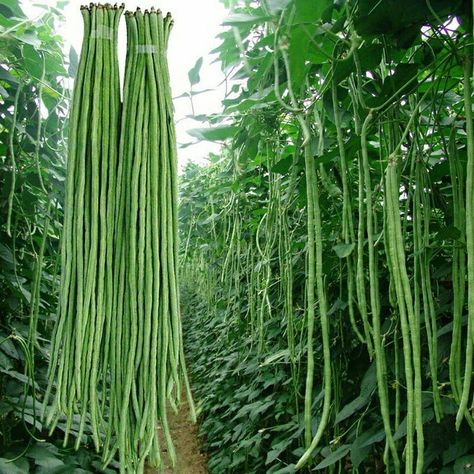 Green Bean Seeds, Bean Garden, String Beans, Seeds Color, Asparagus Beans, Long Bean, Asian Vegetables, String Bean, Pole Beans