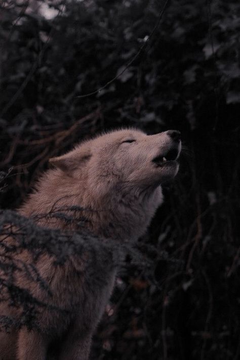 A Wolf, In The Woods, The Sky, Trees