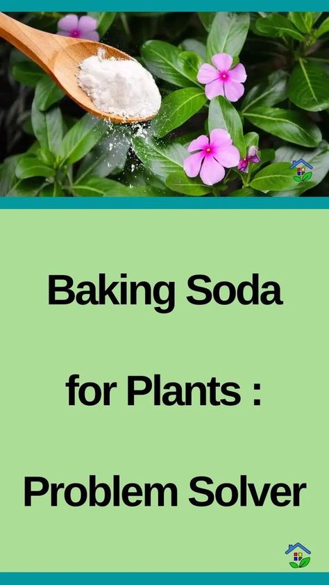 Gardening Tips: 5 Baking Soda Benefits Plants Sodium Bicarbonate Uses, Baking Soda And Plants, Diy Plant Fungicide, Diy Fungicide For Plants, Acidic Soil Plants, Natural Fungicide For Plants, Plants That Like Acidic Soil, Baking Soda For Plants, Fungicide For Plants