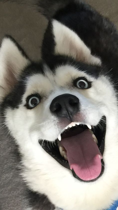 I love this face!!!!! Caine Husky, Psy I Szczenięta, Cute Husky, Siberian Husky Dog, 골든 리트리버, Husky Mix, A Husky, Animale Rare, Husky Puppy