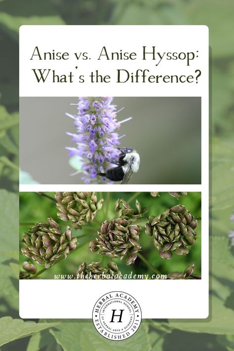 Anise vs. Anise Hyssop: What's the Difference? | Herbal Academy | After diving into the botany of anise and anise hyssop, it is obvious these plants are distinctly different, each offering their own gifts. Botanical Apothecary, Cow Parsnip, Anise Hyssop, Herbal Academy, Harvesting Herbs, Plant Benefits, Medicinal Herb, Tiny White Flowers, Kitchen Herbs