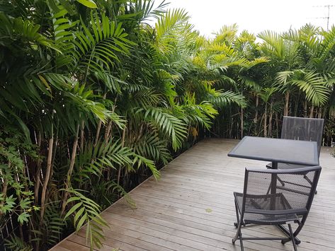 Bamboo palms (Chamadorea costericana) provide incredible screening in tight spaces, as seen in this small Auckland subtropical garden I designed a few years ago. Space was tight and the gap between the new deck, which was to be as big as possible, and the boundary is only about 600mm wide, but you would never tell! The hardy bamboo palms are much easier to maintain than a hedge too! Bamboo Hedge Privacy Screens, Bamboo Palm Outdoor, Bamboo Courtyard, Bamboo Screen Garden, Subtropical Garden, Privacy Screen Ideas, Bamboo Hedge, Bamboo Landscape, Small Tropical Gardens