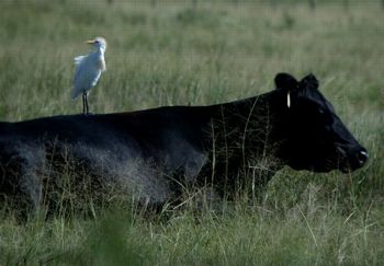 This above image shows the symbiotic relationship commensalism, the bird gets  food from the back of the cow but the cow is not affected Palm Trees Landscaping, Teaching 5th Grade, Symbiotic Relationships, The Cow, Microbiology, Picture Show, Palm Trees, Cow, Horses