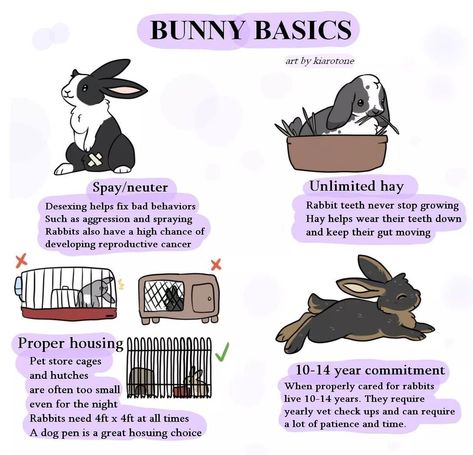 Bunny Schedule, Bunny Information, Rabbit Pet Care, How To Care For Bunnies, How To Take Care Of A Bunny, Bunny Organization, Bunny Checklist, Bunny Cage Ideas, Free Roam Bunny Set Up