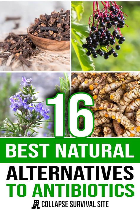 16 Best Natural Alternatives to Antibiotics Homemade Antibiotic, Natural Antibiotic, Medicinal Herbs Garden, Medical Herbs, Medicinal Garden, Herbs Garden, Natural Alternatives, Emergency Preparation, Healing Remedies