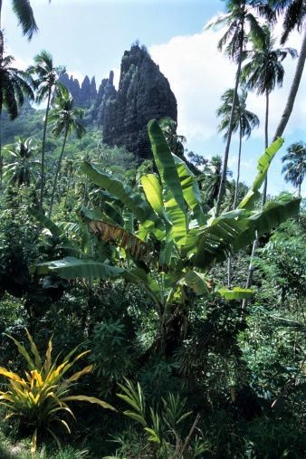 The Pinnacle nr ancient village of Hatihe'u, Nuku Hiva (Marquesas) French Polynesia. [jamezorlando] Polynesia Aesthetic, Nuku Hiva, French West Indies, Banana Plant, Ancient Village, Banana Plants, Tropical Rainforest, French Polynesia, Editorial News