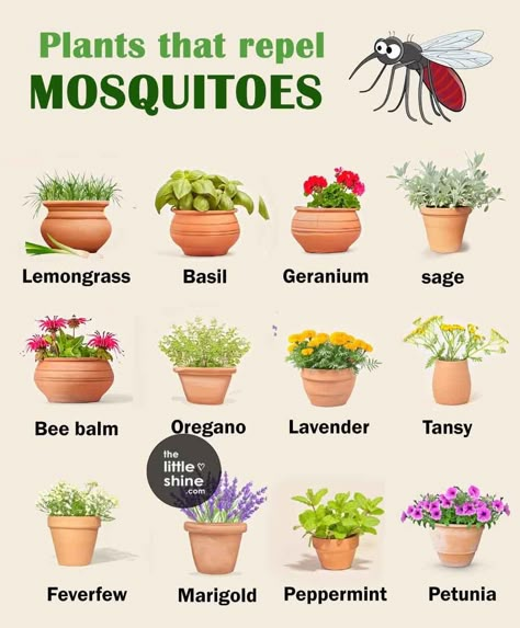 Bug Deterrent, Plants That Repel Mosquitoes, Repel Mosquitos, Plants That Repel Bugs, Mosquito Plants, Special Plants, Natural Mosquito Repellant, Easy Hacks, Plant Care Houseplant