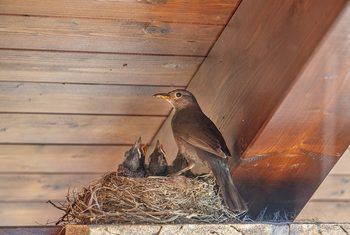 How to Keep Birds From Nesting on Porches Bird Repellent Ideas, Bird Deterrent Ideas Diy, Diy Bird Deterrent, Pest Repellent, Bird Deterrents, Screened Porches, Bird Control, Bird Repellents, Redecorating Ideas