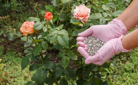 Watering Tomatoes, Rose Fertilizer, Rose Recipes, Rose Care, Natural Fertilizer, Growing Roses, Planting Roses, Rose Bush, Replant