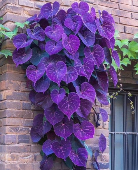 Purple Heart Vine (Gynura aurantiaca) Purple Heart Plant, Gothic Garden, Leafy Plants, Plant Growing, Unusual Plants, Creative Gardening, Home Design Ideas, Bright Purple, Purple Heart