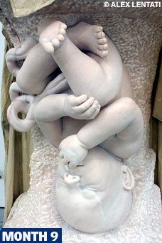 Foetus sculptures Human Science, Baby Sculpture, Marc Quinn, Exhibition Models, Luxury Stuff, Ancient Greek Sculpture, Arm Art, Figure Sculpture, Human Figure Drawing