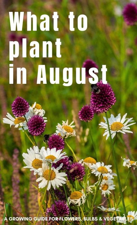 Seeds To Plant In August, August Garden Planting, August Flowers In Season, Flowers To Plant In September, Flowers To Plant In August, August Planting, What To Plant In August, Louisiana Gardening, Gardening Calendar