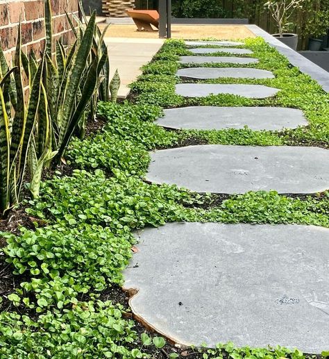 Organic Stepping Stones, Large Stepping Stones Pathway, Stepping Stones With Ground Cover, Bluestone Stepping Stone Path, Steppers In Lawn, Dichondra Ground Cover, Ground Cover Front Yard, Bluestone Steppers, Muddy Backyard