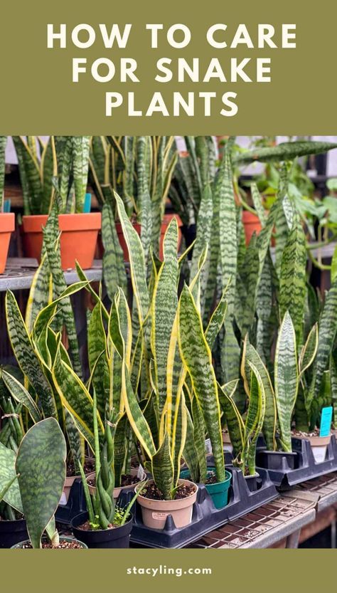 Snake plants are beautiful, air-purifying, and nearly impossible to kill! This comprehensive guide gives you all the info you need for happy snake plants (Sansevieria). Master the minimal care routine and enjoy these architectural wonders thrive for years to come.. #sansevieria #sansevieriaplant #sansevieriaplantcare #snakeplant #snakeplantcare #careforsnakeplant #motherinlawtongue #easycarehouseplant #indoorplantcare #airpurifyingplant #houseplant #easyindoorplant Snake Plant Varieties, Easy Indoor Plants, Snake Plant Care, Sansevieria Plant, Mother In Law Tongue, Snake Plants, Plant Problems, Indoor Plant Care, Air Purifying Plants