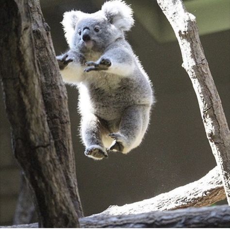 Funny Koala, Cute Koala Bear, The Wombats, Animals Video, Australia Animals, Baby Koala, Koala Baby, Cute Animals Images, Australian Animals