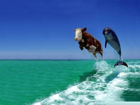 Funny Desktop Background Pranks - Viewing Gallery Steller's Sea Cow, Sea Cow, Picture Prompts, Story Starters, Cows Funny, Funny Wallpaper, Cool Writing, Komik Internet Fenomenleri, Animal Wallpaper