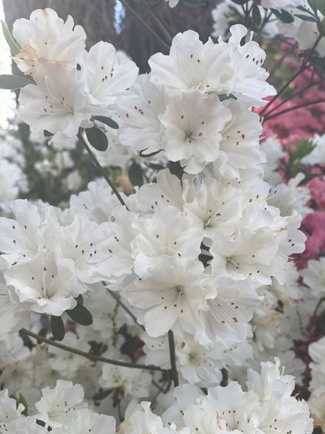 White Azaleas, Chalk Pastel Art, White Azalea, Japanese Flowers, Chalk Pastels, Casual Accessories, Landscape Pictures, Cool Plants, Flower Pictures