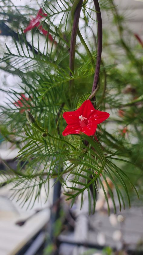 Ipomoea quamoclit, commonly known as cypress vine Cypress Flower, Ipomoea Quamoclit, Cypress Vine, Advanced Higher Art, Flower Reference, Higher Art, Duke Bike, Concrete Garden, Snap Quotes