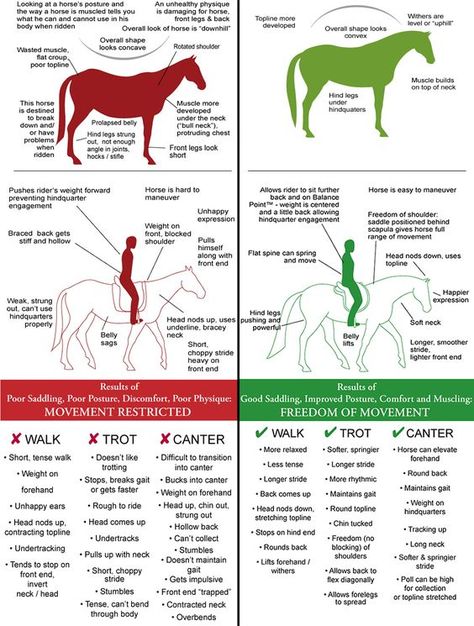 Horseback Riding Tips, Horse Information, Healthy Horses, Riding Tips, Horse Exercises, Horse Care Tips, Horse Facts, Horse Riding Tips, Horse Anatomy