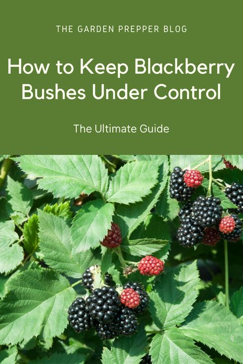 How To Get Rid Of Blackberry Bushes, Blackberry Bushes Growing, Blackberry Bush Care, Blackberry Plants Trellis, Blackberry Planting Ideas, Blackberry Bush Trellis, Preserving Blackberries, Blackberry Pruning, Blackberry Trellis Ideas