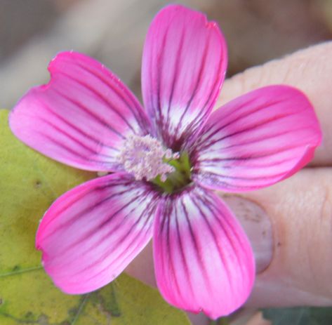 Malva assurgentiflora | Lavatera | Island Tree Mallow | 10_Seeds Tree Mallow, Banana Seeds, Fast Growing Shrubs, Bat Flower, Endangered Plants, Rare Seeds, Hummingbird Garden, Bee Garden, Kinds Of Birds