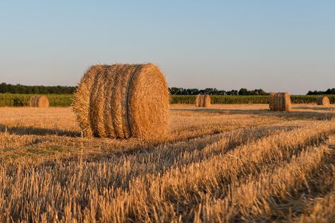 Round straw bales in harvested field in the evening. Field with straw rolls in late summer Crop Field, Straw Bales, Straw Bale, Cotton Fields, Hay Bales, Late Summer, Flower Field, Cute Little Animals, Max Mara