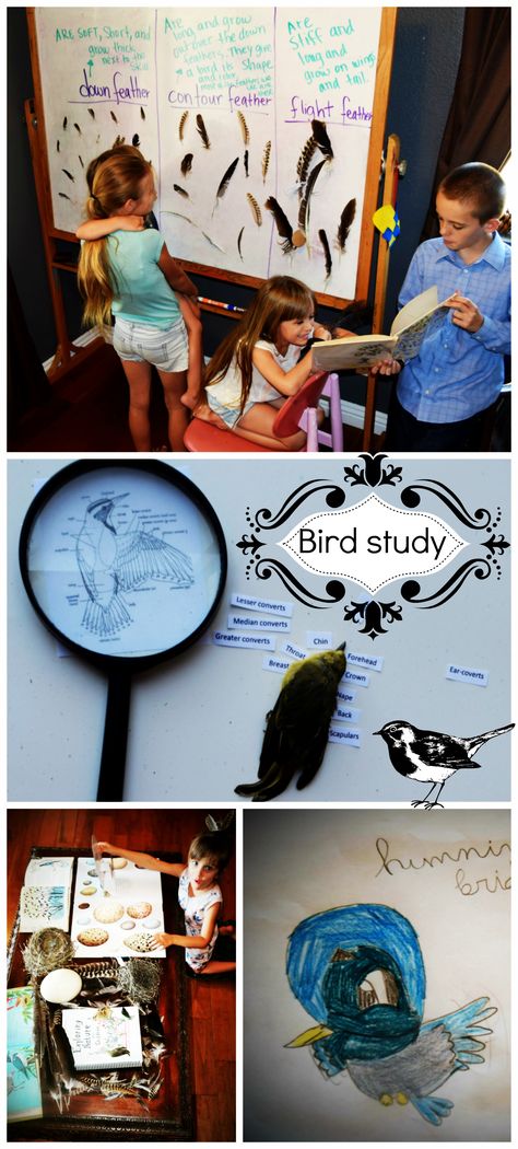 A TON of really great ideas to learn about birds. All hands on ideas that will make it so your kids will really learn about birds!! Bird Activities For Elementary, Bird Watching Activities For Kids, Bird Display, Zoo Education, Zoo Preschool, Bird Study, Birds For Kids, Homeschool Nature, Unit Studies Homeschool