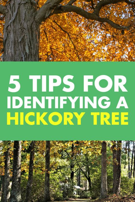 Whether you think you've found a hickory tree or want to identify some hickory trees in your yard, start here. We share 5 tips for identfying hickory trees including what the leaves, bark, nuts, and pith. We discuss these 7 types of hickory trees: Southern Shagbark Hickory Bitternut Hickory Pignut Hickory Kingnut (Shellbark) Hickory Red Hickory Mockernut Hickory Sand Hickory Shagbark Hickory Tree, Tree Bark Identification, Hickory Leaf, Buckeye Tree, Hickory Tree, Garden Companion Planting, Tree Id, Tree Identification, Tree Species