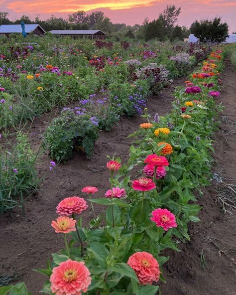 There are few things more beautiful than rows upon rows of colorful wildflowers, and this is precisely why a trip to GardenView Flowers promises to delight. Flower Rows Garden, Oklahoma Garden, Farm Plants, Rows Of Flowers, Colorful Flower Garden, Wildflower Landscape, Flower Farms, Garden Aesthetics, Zinnia Garden