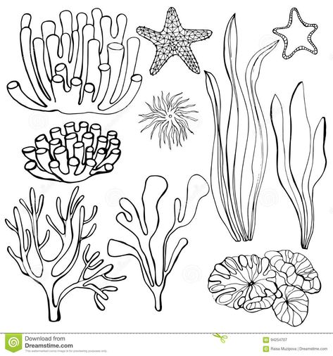 Illustration about Hand-drawn algae and corals.Hand-drawn fruits. Bananas. Vector illustration. Starfish. Vector illustration. Illustration of algae, hand, branch - 94254707 Easy Coral Drawing, Sea Life Line Art, How To Draw Coral, Sea Coral Drawing, Sea Floor Drawing, Sea Life Drawings, Coral Reef Drawing, Coral Drawing, Ocean Drawing