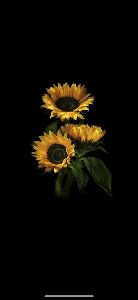 Sun Black Background, Yellow Phone Wallpaper, Dark Yellow Aesthetic, Durgamma Photos, Yellow Flower Wallpaper, Black Flowers Wallpaper, Sunflowers Background, Oneplus Wallpapers, Sunflower Wallpaper