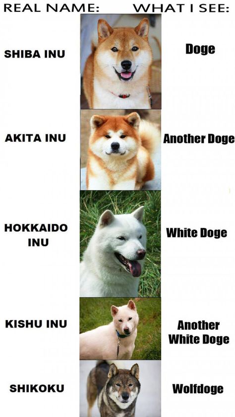 Such types. Very species. Much doges. WOW - 9GAG Japanese Dog Breeds, Ras Anjing, Doge Dog, Japanese Akita, Japanese Dogs, Akita Dog, Shiba Inu Dog, Animale Rare, Haiwan Peliharaan