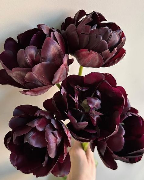 Teresa ✨ Floral Photographer on Instagram: "“Black Hero” double tulips ✨ I wasn’t sure about adding black flowers to my tulip bed but so glad I did. The drama they bring, the velvety black petals, and the fact that they bloom a bit later—such a treat!  How do you feel about black flowers?  #blacktulip #blackflowers #springflowers #cutflowergarden #soringbulbs #springblooms #petalperfection #flowerphotography #floralportrait" Tulip Bed, Double Tulips, Black Peony, Tulip Bulbs, Black Tulips, Cut Flower Garden, Spring Bulbs, Black Flowers, Spring Blooms