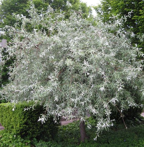 Serenity in the Garden: 'Silver Frost' Pear - A Tree for the Evening Garden Structural Planting, White Landscaping, Tree Types, Planting Combinations, Silver Garden, Evening Garden, Silver Plant, Green Gardens, Australian Native Garden