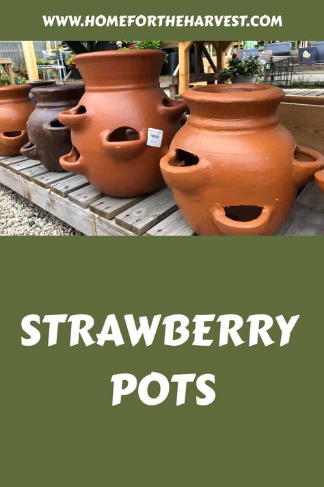 Strawberry pot basics Growing Strawberries Indoors, Strawberry Pot, Stacked Pots, Strawberry Beds, Strawberry Pots, Strawberry Planters, White Strawberry, Garden Urns, Growing Strawberries