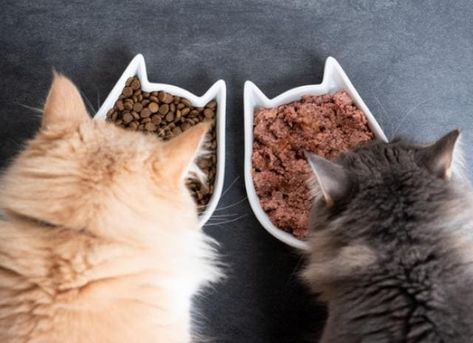 Homemade Cat Food, Hypoallergenic Cats, Cat Food Brands, Hamster Eating, Best Cat Food, Canned Cat Food, Soft Foods, Homemade Cat, Dry Cat Food