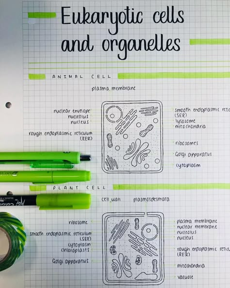 JLiu Studies on Instagram: “Animal & Plant cells • #studygram #study #studying #studymotivation #studyblr #bujo #bulletjournal #student #o #notes #planner #school…” Aesthetic Notes Biology Cells, Animal Cells Notes, Plant And Animal Cells Notes, Plant Cell Notes Aesthetic, Animal Cell Notes Aesthetic, Cell Organelles Notes Aesthetic, Cell Biology Notes Aesthetic, Animal Cell Notes, Eukaryotic Cell Notes