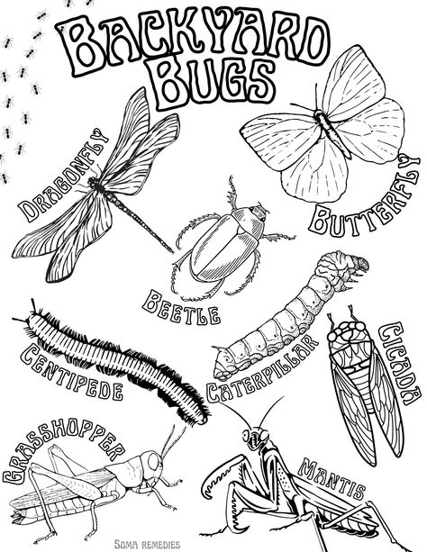 Herbalism & Backyard inspired coloring pages perfect for homeschooling, classrooms, or just the natural minded parent  I want to inspire children to learn about nature in a fun and creative way  Backyard Bugs: Centipede  Mantis Beetle Dragonfly Butterfly Cicada  Grasshopper Caterpillar Insect Coloring Pages Free Printable, Waterfall Coloring Pages, Plant Coloring Pages, Insect Coloring Pages, Coloring Pages Nature, Bug Coloring Pages, Fruit Coloring Pages, Plant Journal, Printable Adult Coloring Pages