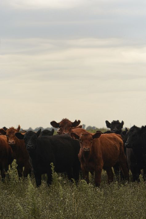 Cattle Farm Aesthetic, Farm Animal Photography, Montana Ranch Aesthetic, Cattle Aesthetic, Livestock Aesthetic, Cows Aesthetic, Farming Aesthetic, Cow In A Field, Group Of Horses