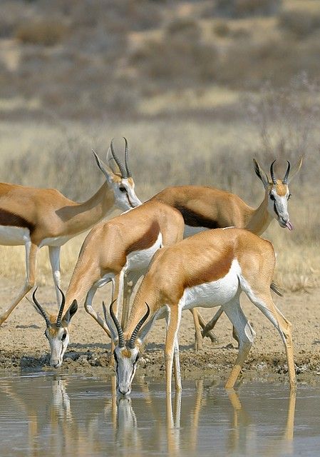 South Africa, Springboks | GETTY IMAGES CONTRIBUTOR SELECTED… | Flickr Mammals Animals, Animals And Pet Supplies, African Antelope, Maned Wolf, Photography Water, Africa Wildlife, Animals Photography, Out Of Africa, Marine Mammals