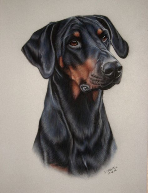 Ears Drawing, Portraits Pastel, Pencil Artwork, Drawing Dog, Puppy Art, Doberman Dogs, Colour Pencil, Animal Portraits, Cat Artwork